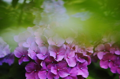 庭の紫陽花-Ⅱ