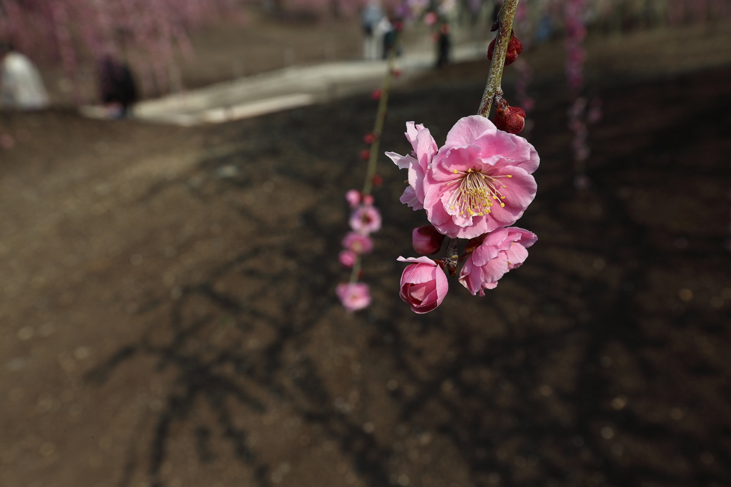 蕾から花へ