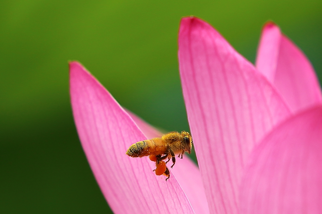 蜂と蓮