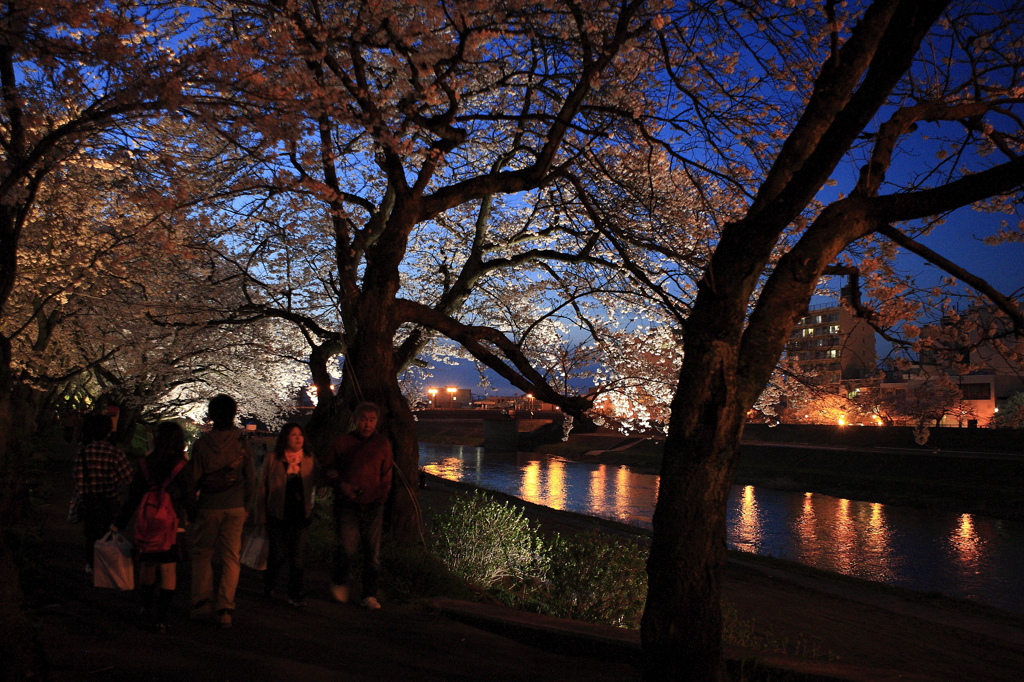 夜桜を楽しむ
