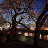 夜桜を楽しむ