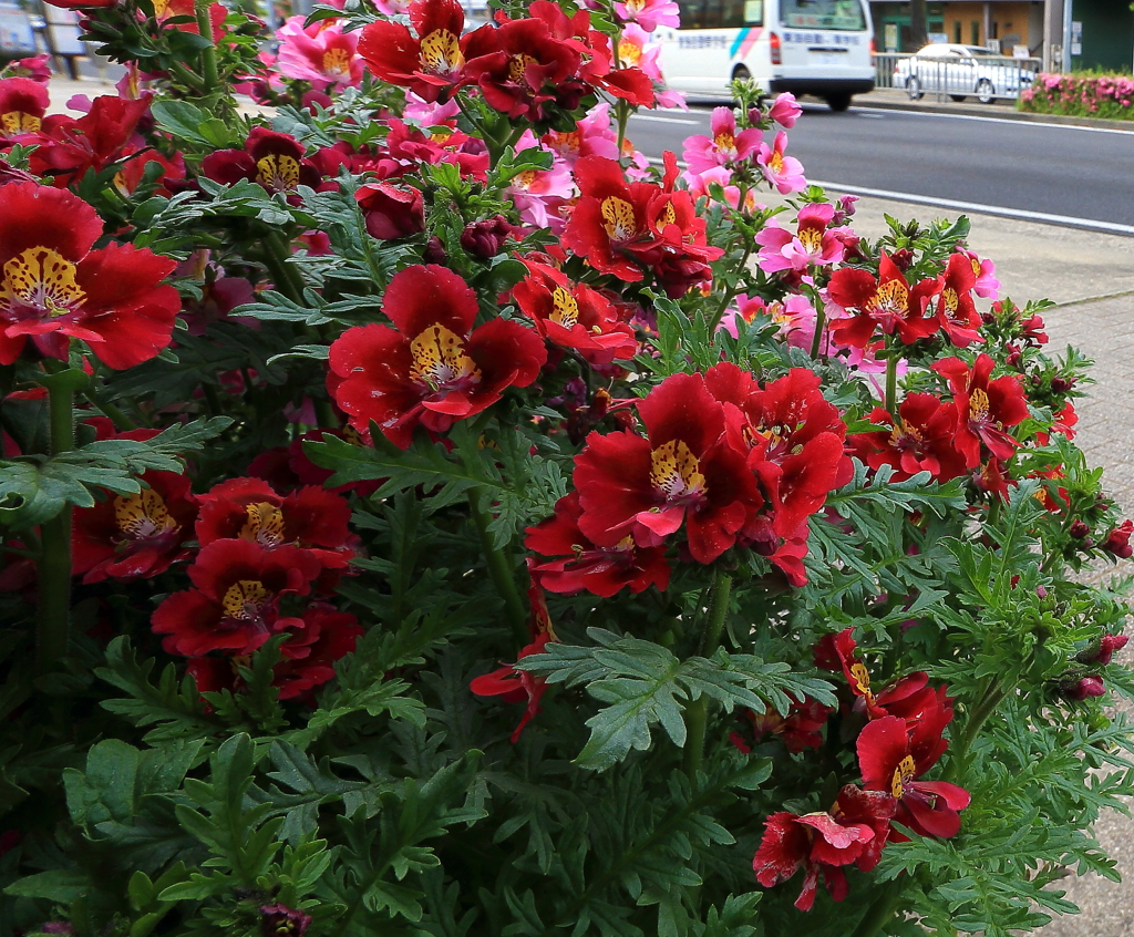「写真撮っておいてぇ」
