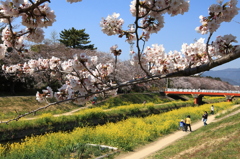 桜と菜の花二重奏 Ⅱ