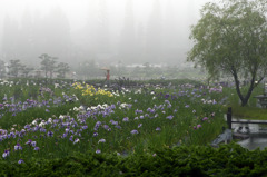 花菖蒲雨と朝霧よくにあう