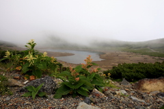 高山植物と一風景