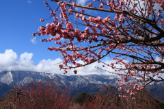 鈴鹿山系を背景に梅・ＵＭＥ・うめ Ⅰ