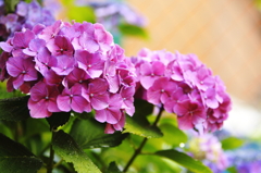 庭の紫陽花-Ⅳ