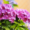 庭の紫陽花-Ⅳ