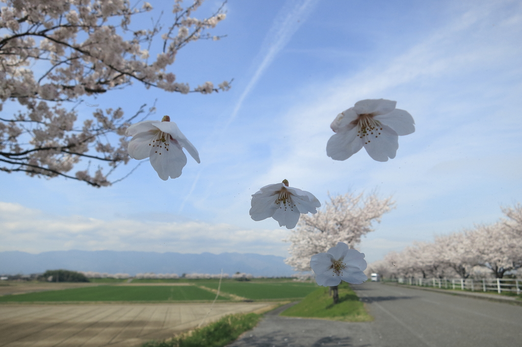 ひらり・・ひらひら
