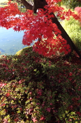 ツツジにもみじの花が咲く