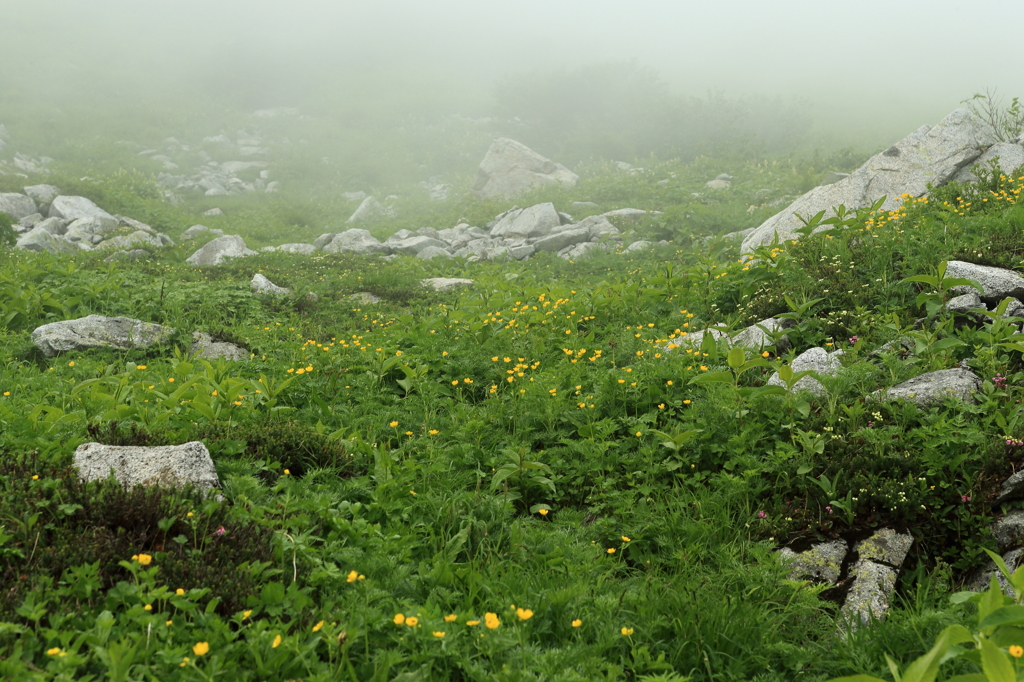 霧の千畳敷カールの花々