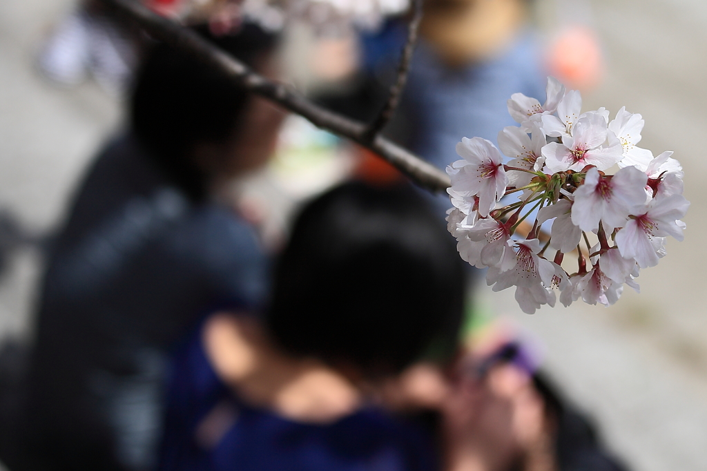 お花見