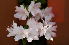 庭に咲く花 Ⅱ