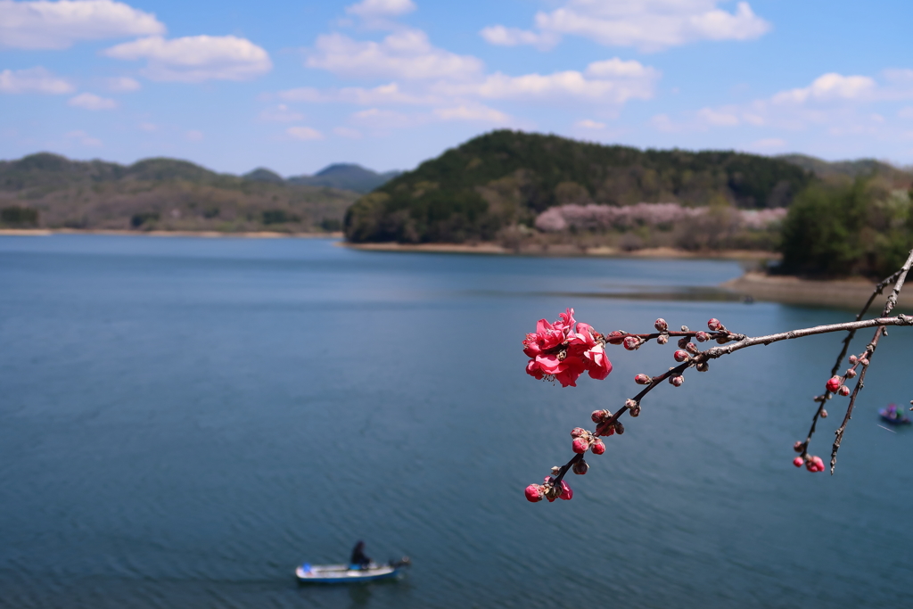 つつましやかな桜？