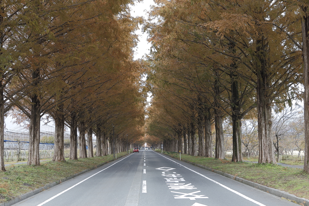 真っ直ぐメタセコイア並木の紅葉