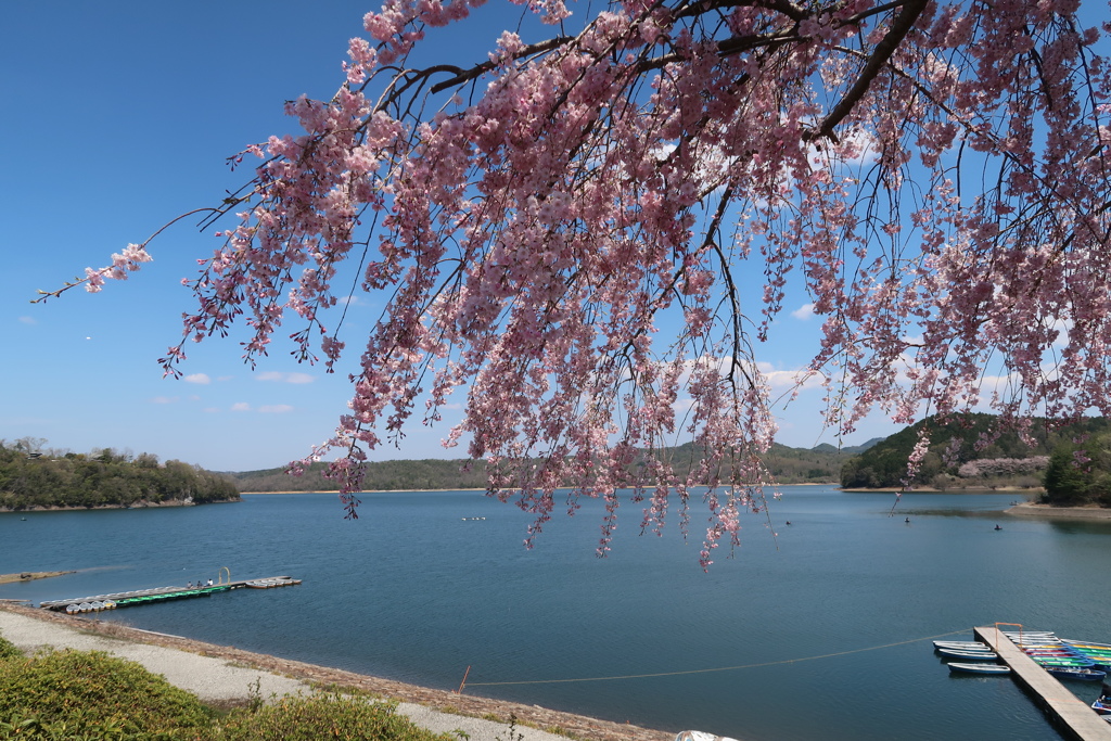 入鹿池 枝垂れ桜