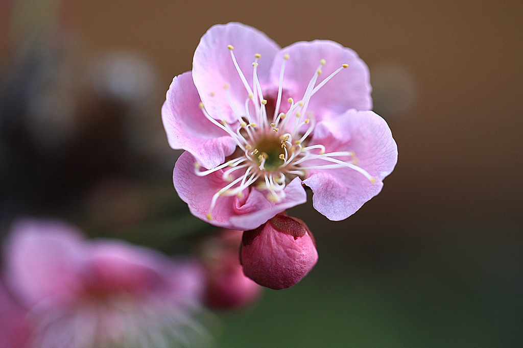 梅・UMＥ・うめ Ⅳ