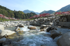 川から見る両岸のはなもも並木