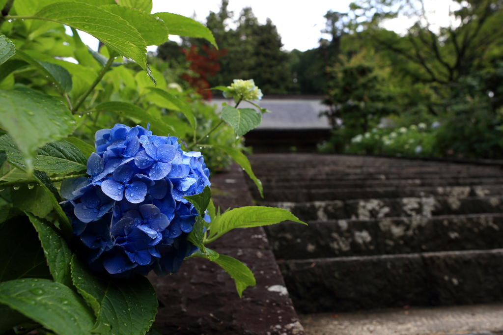 片隅に咲く紫陽花