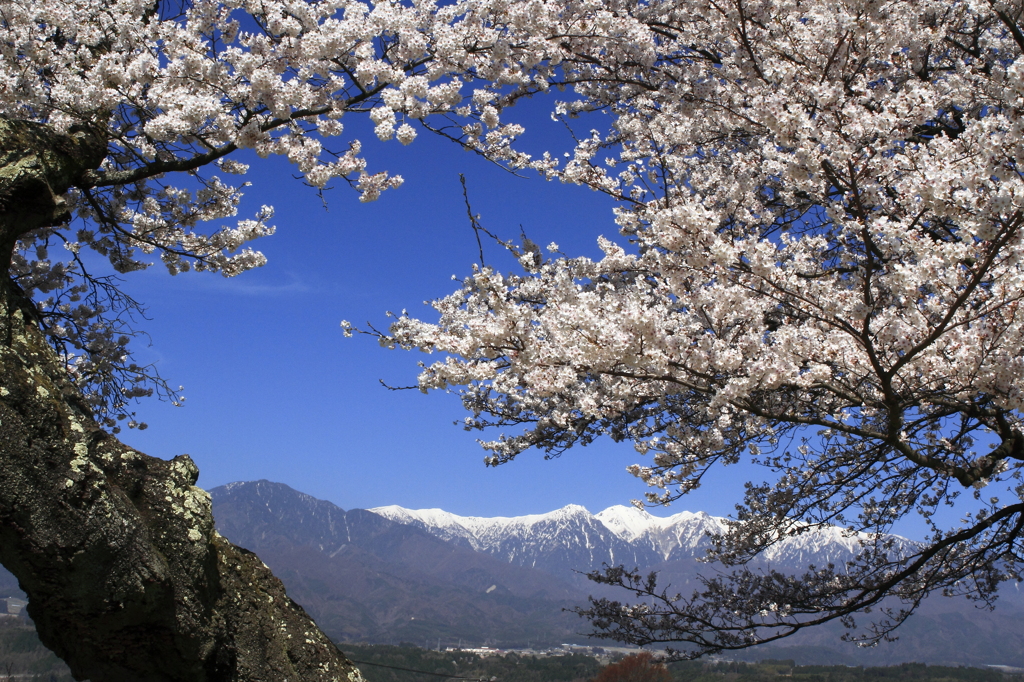 桜を愛でる・・・