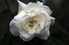 雨中の白バラ