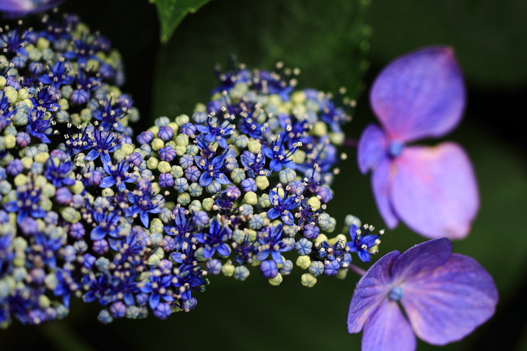 庭の額紫陽花-Ⅲ