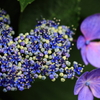 庭の額紫陽花-Ⅲ