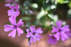 ハートの花びら