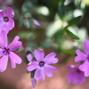 ハートの花びら
