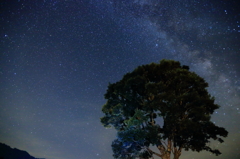 ナラの一本木と満天の星空