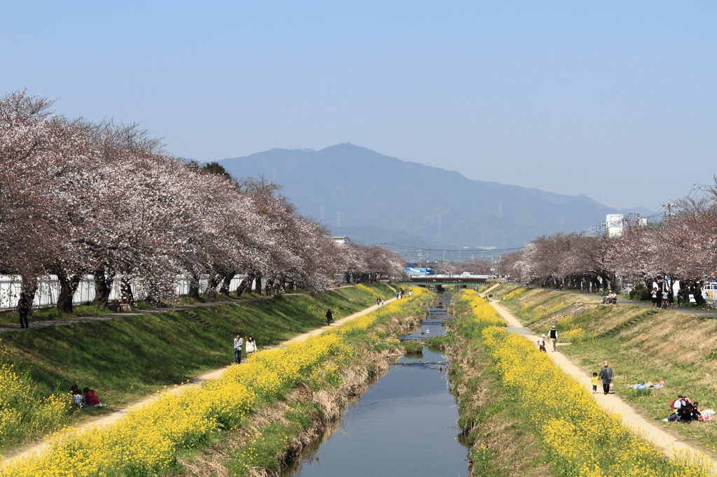 桜と菜の花二重奏