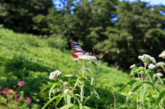 蝶チョ「 渡りの蝶」