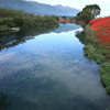 津屋川堤を赤く染める曼珠沙華