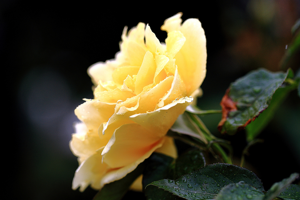雨中の黄色い薔薇