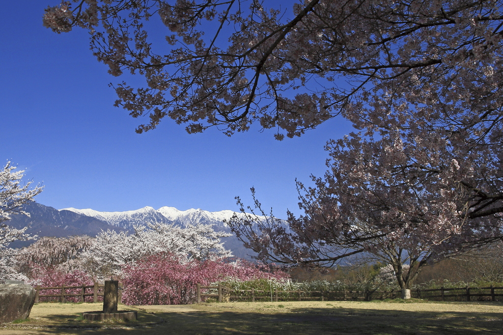 大草城址の桜と眺望・・miakinaide・・ください