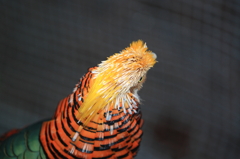 どうです！！この・・モヒカンヘヤー?