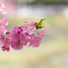 葵桜