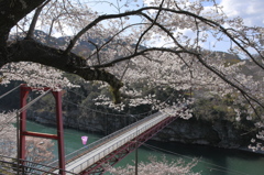 エメラルドグリーンに映える桜・吊り橋