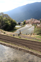 山里の棚田 ni さくら