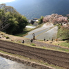 山里の棚田 ni さくら