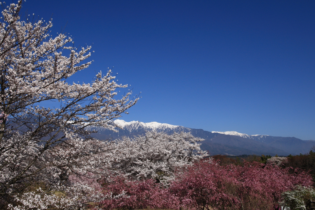 中川村 桜めぐり・・・