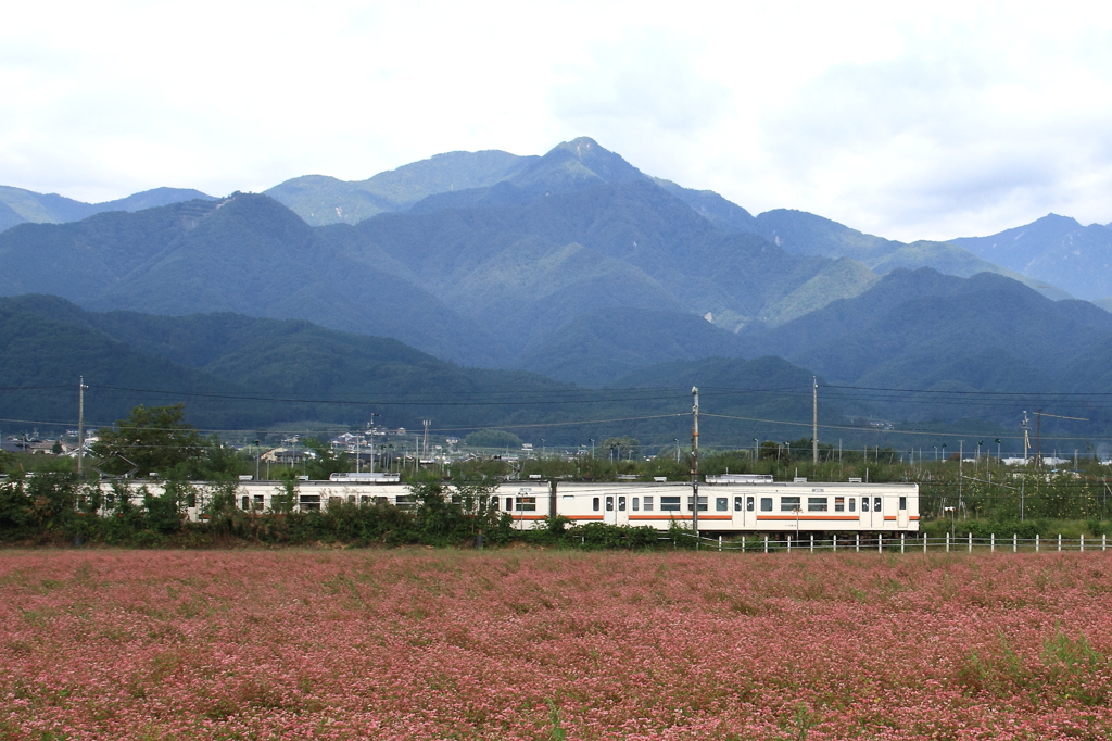 中川村 赤そばの花とＪＲ飯田線と中央アルプス