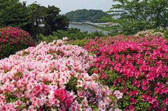 ツツジ to 竹島
