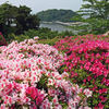 ツツジ to 竹島