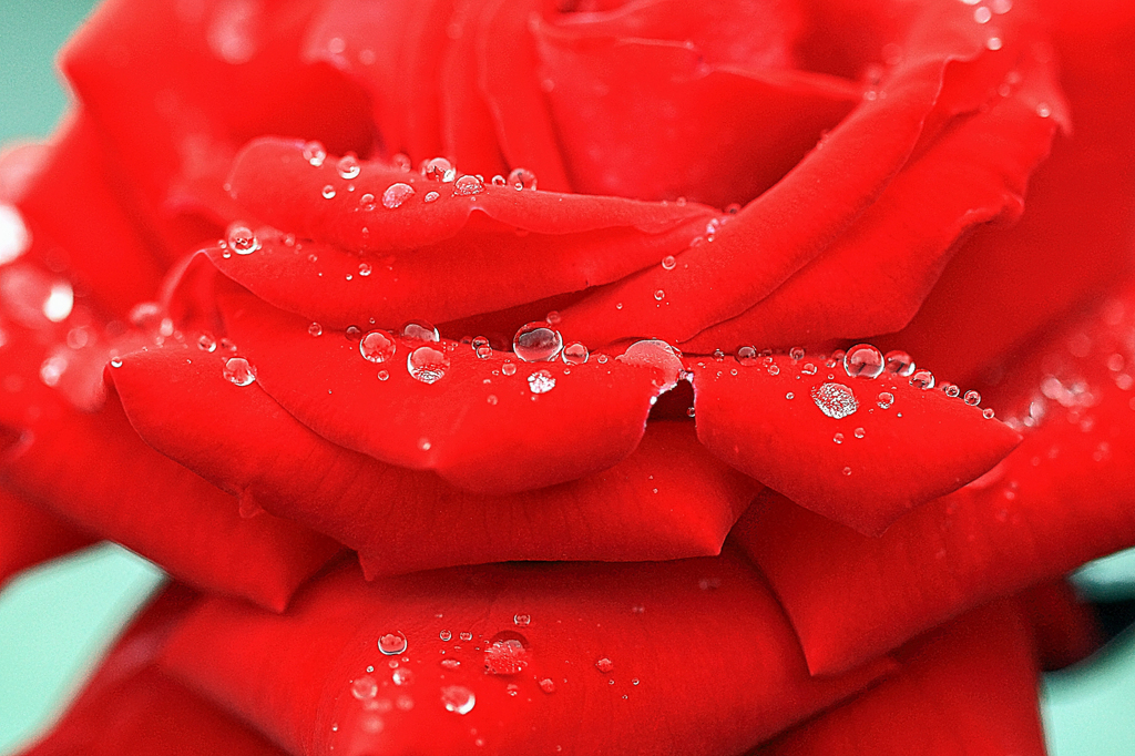雨中の赤い薔薇