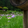 大安禅寺