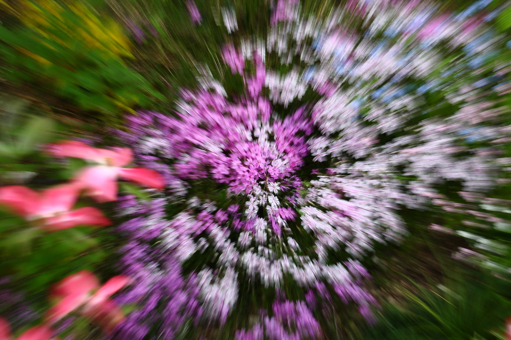 花と戯れる