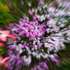 花と戯れる