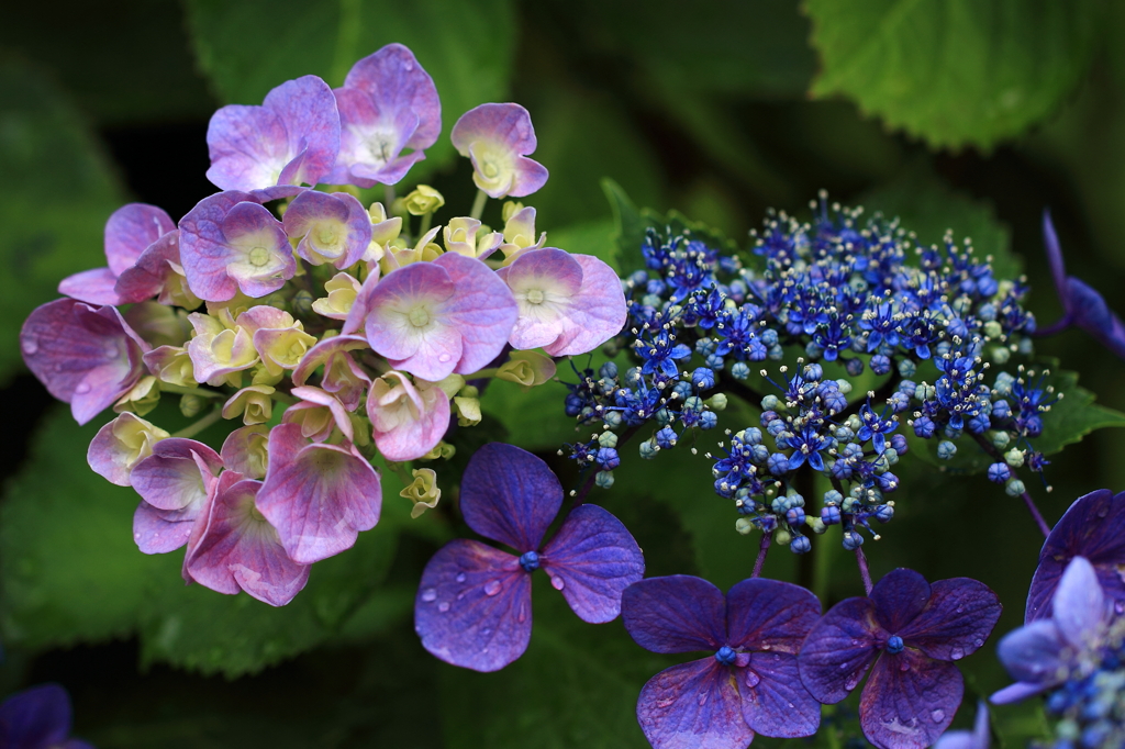 見ごろに我が家の紫陽花-Ⅰ