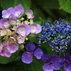 見ごろに我が家の紫陽花-Ⅰ